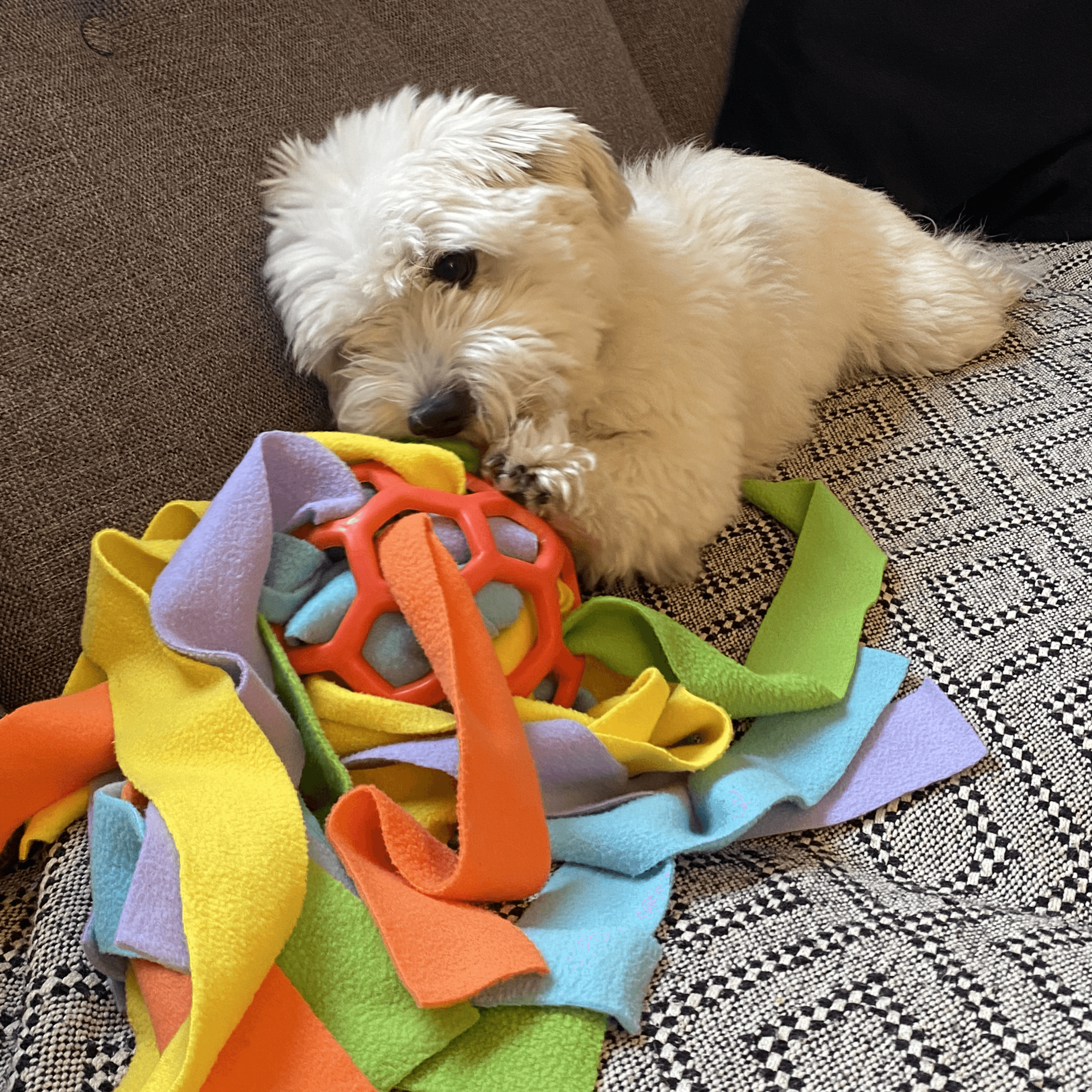 A white dog playing with The Sniff 'n' Seek Ball.